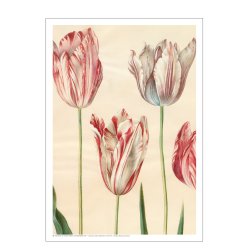 Holtzbecker, Udsnit af havetulipaner