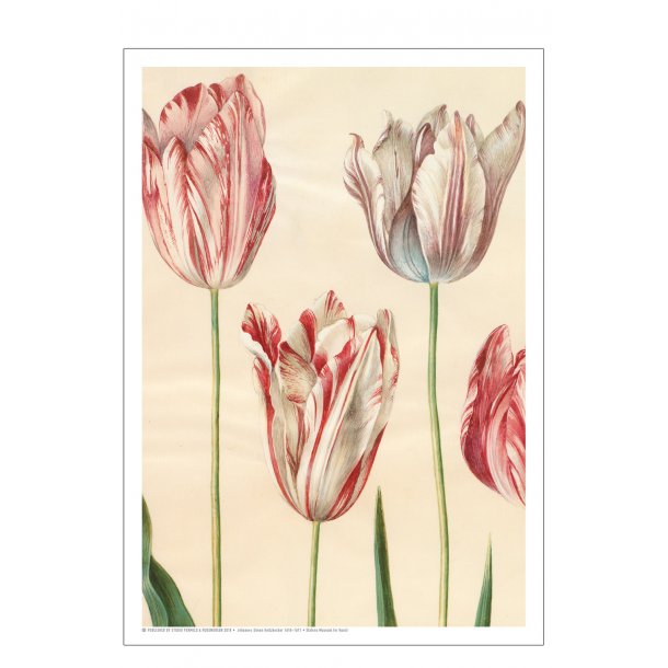 Holtzbecker, Garden tulips