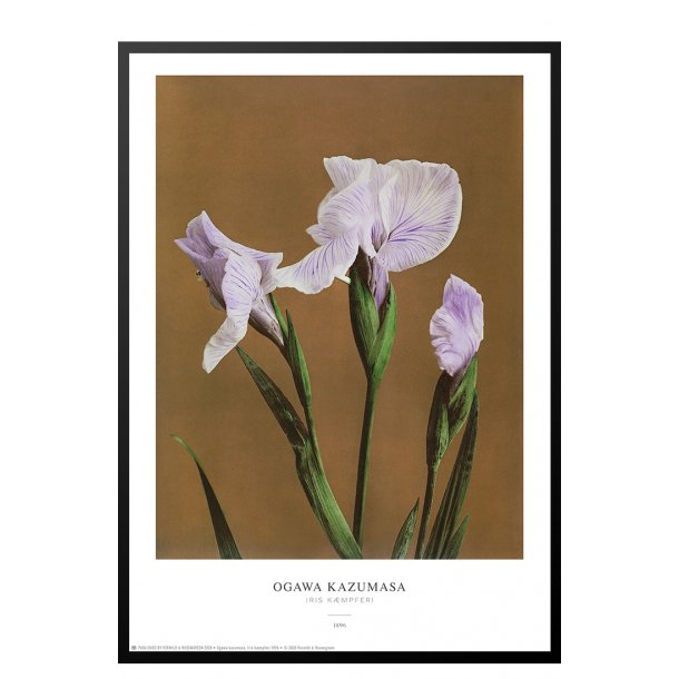 Ogawa Kazumasa - Iris brun