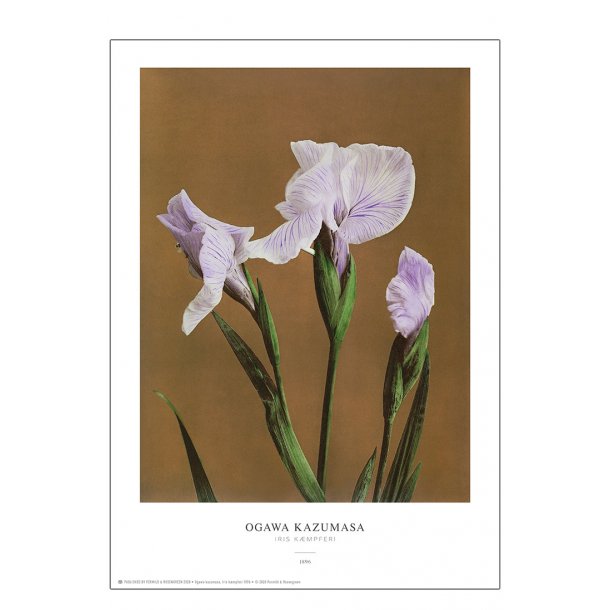 Ogawa Kazumasa - Iris brun