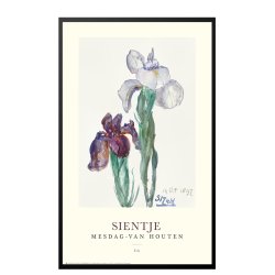 Sientje. Iris