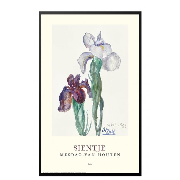 Sientje. Iris