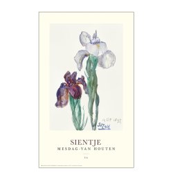 Sientje. Iris