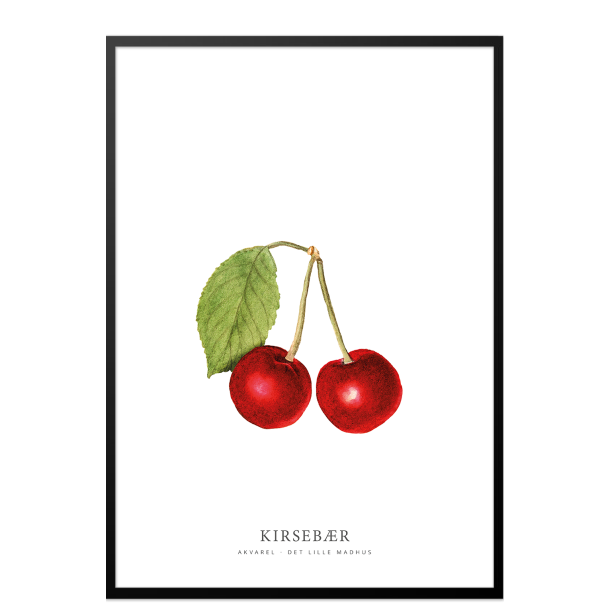 Kirsebr akvarel 