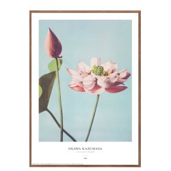 Ogawa Kazumasa - Lotus