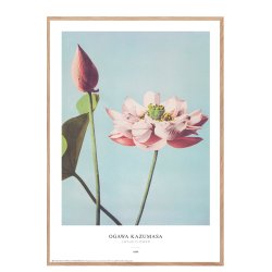 Ogawa Kazumasa - Lotus