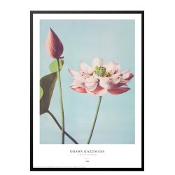 Ogawa Kazumasa - Lotus