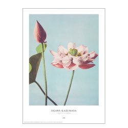 Ogawa Kazumasa - Lotus