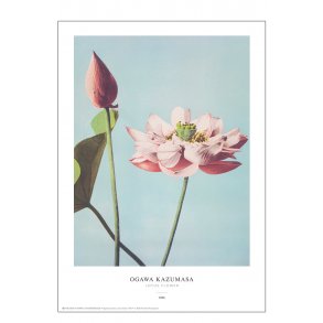 Ogawa Kazumasa - Lotus