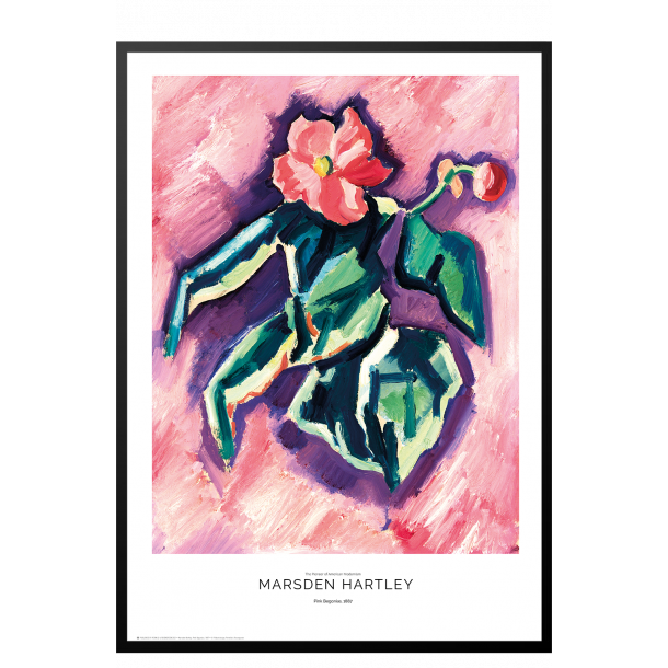 Marsden Hartley. Pink Begonias.