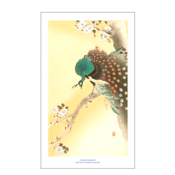 Japansk plakat | Peacock on a cherry blossom tree