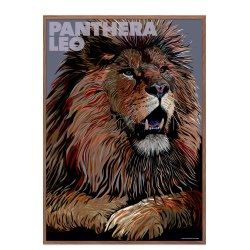 Panthera  Leo