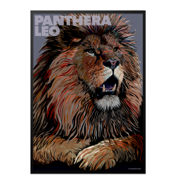 Panthera  Leo