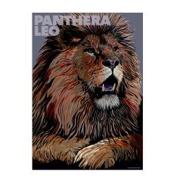 Panthera  Leo