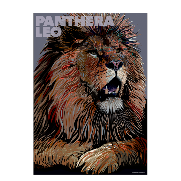 Panthera  Leo