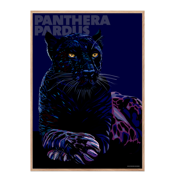 Panthera  Pardus