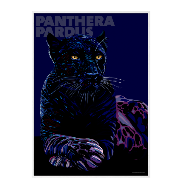 Panthera  Pardus