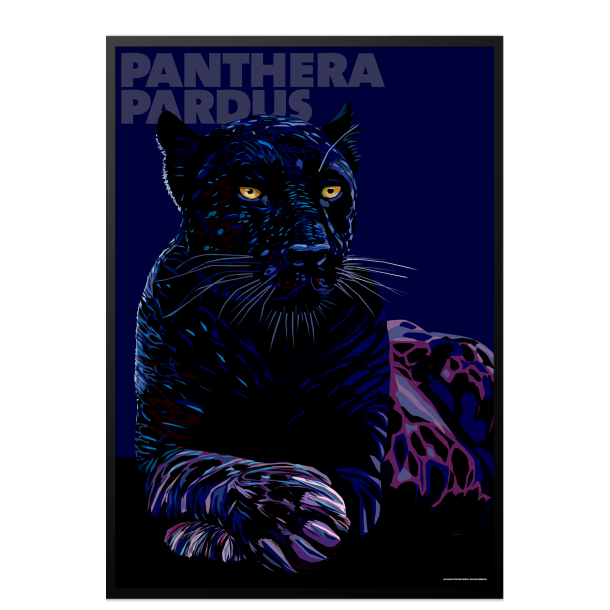 Panthera  Pardus