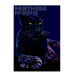 Panthera  Pardus