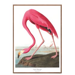 Birds of America  Pink Flamingo