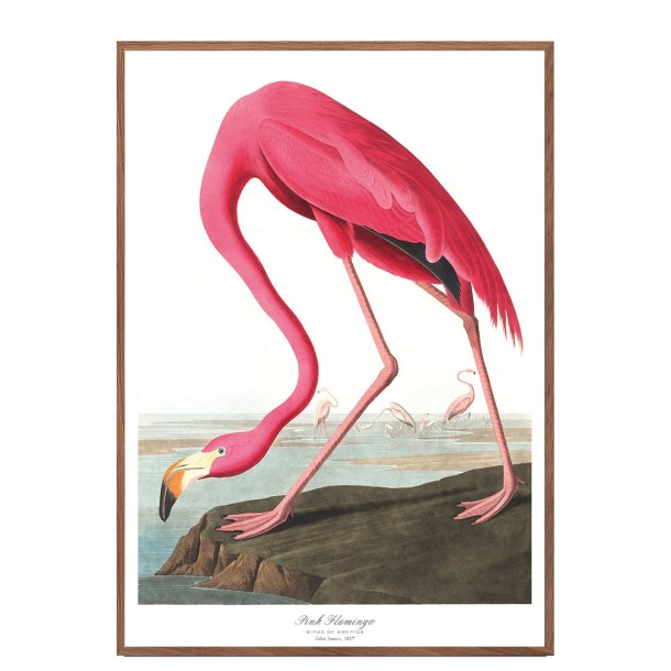 Birds of America  Pink Flamingo