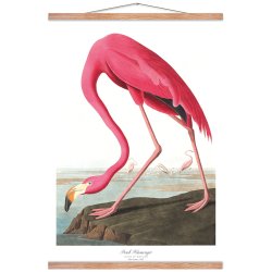 Birds of America  Pink Flamingo