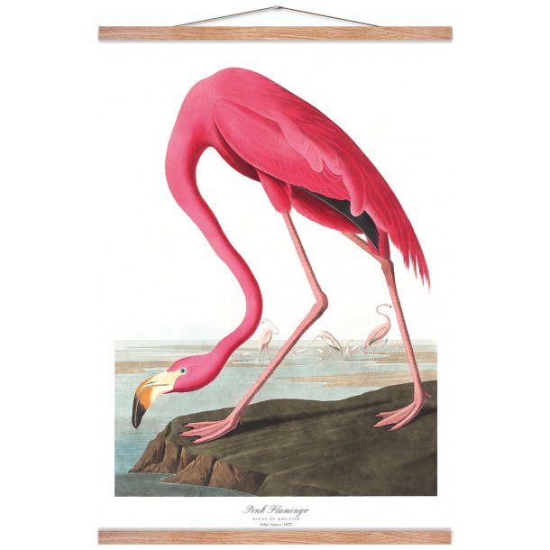 Birds of America  Pink Flamingo