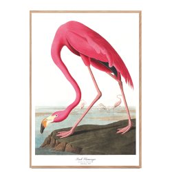 Birds of America  Pink Flamingo