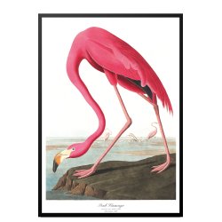 Birds of America  Pink Flamingo