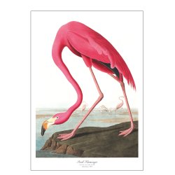 Birds of America  Pink Flamingo