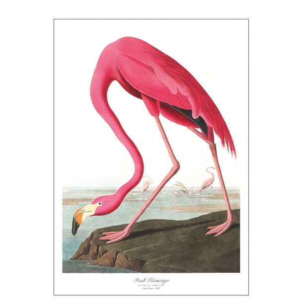 Vgel von Amerika Rosa Flamingo