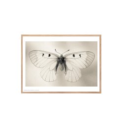 Sommerfugl, Helene Toresdotter