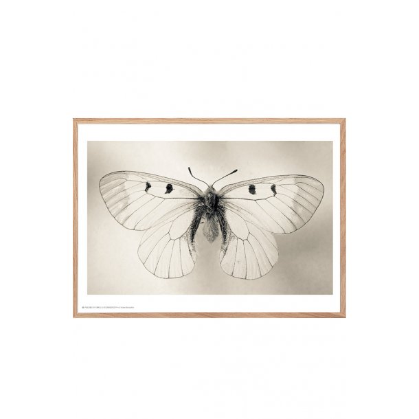 Sommerfugl, Helene Toresdotter