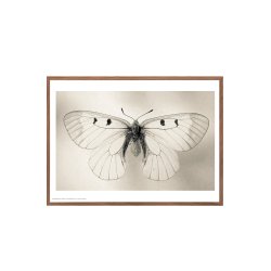 Sommerfugl, Helene Toresdotter