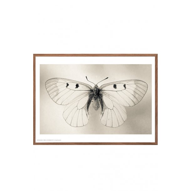 Sommerfugl, Helene Toresdotter