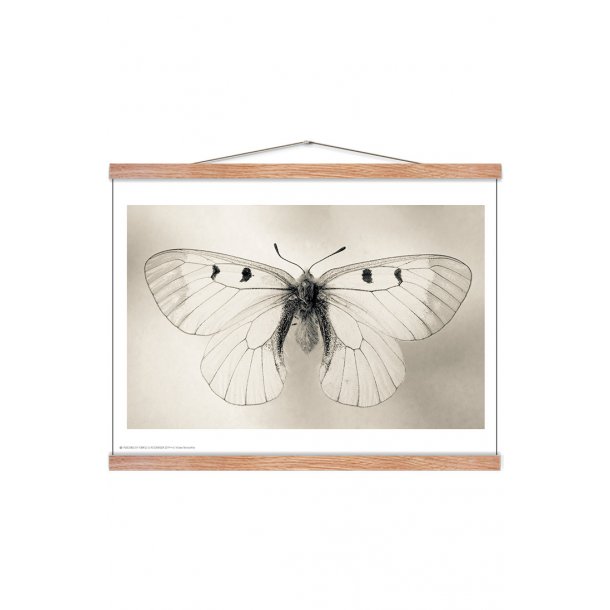 Sommerfugl, Helene Toresdotter