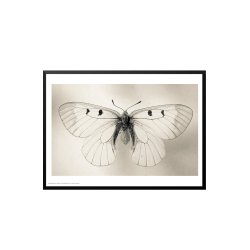 Sommerfugl, Helene Toresdotter