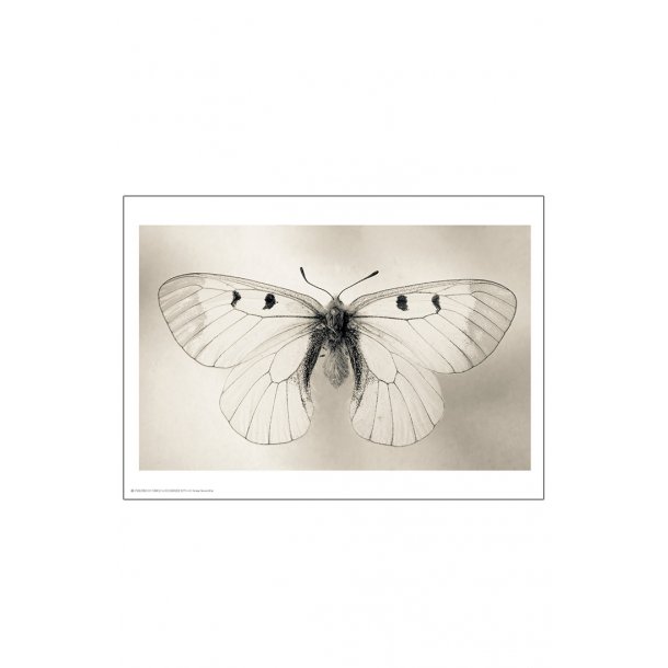 Butterfly, Helene Toresdotter