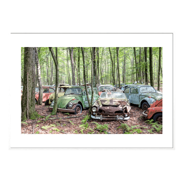 Beetle heaven. Forladte steder