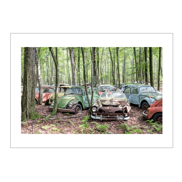 Beetle heaven. Forladte steder