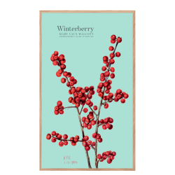 Winterberry. Blue