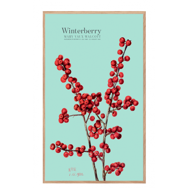 Winterberry. Blue