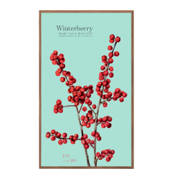 Winterberry. Blue