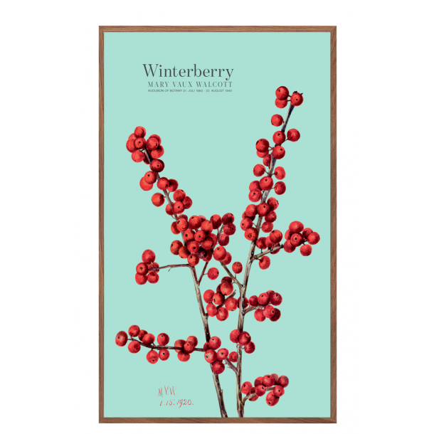 Winterberry. Blue