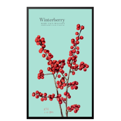 Winterberry. Blue