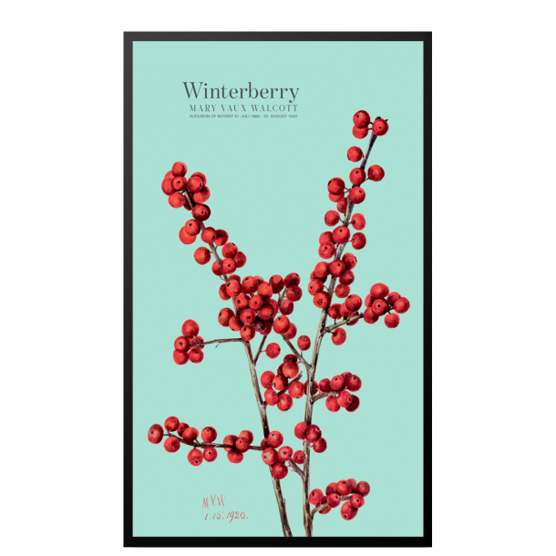 Winterberry. Blue