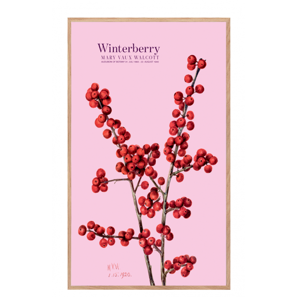 Winterberry. Rose