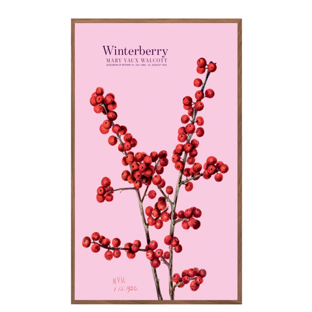 Winterberry. Rose