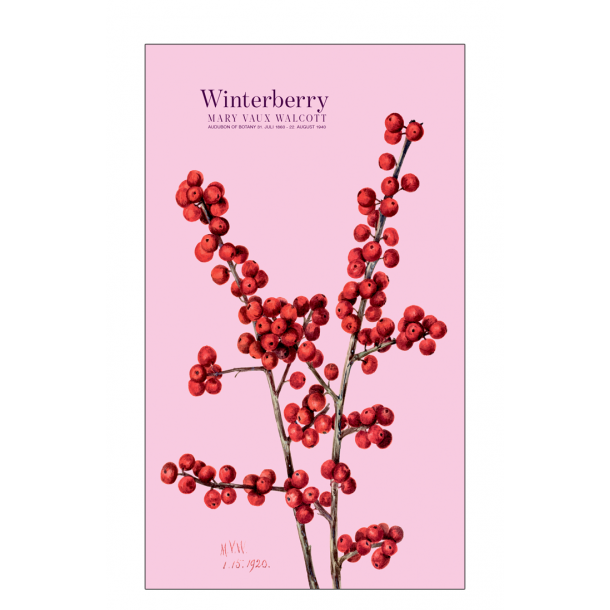 Winterberry. Rose