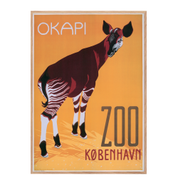 Z 22. - Zoo, Okapi 